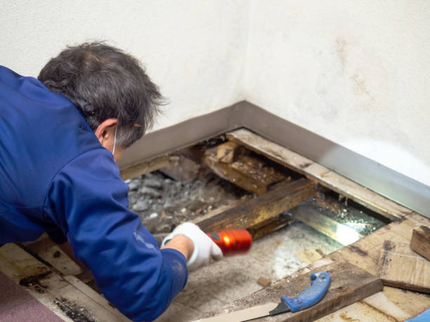 Best Affordable Mold Removal  in Riverview, DE