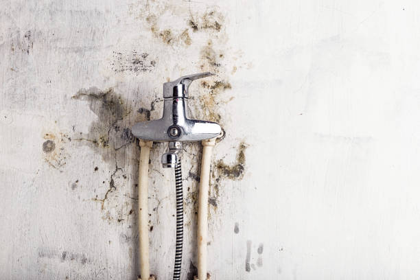 Best Mold Remediation  in Riverview, DE