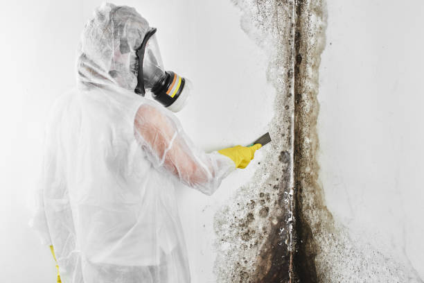 Professional Mold Removal in Riverview, DE