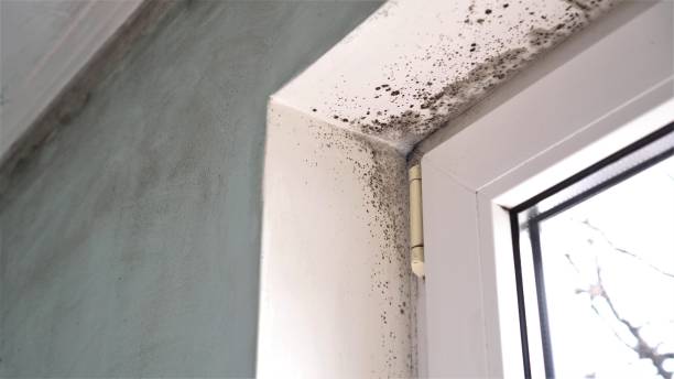 Best Certified Mold Removal  in Riverview, DE