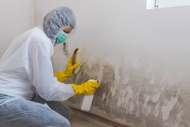 Best Mold Remediation Experts  in Riverview, DE