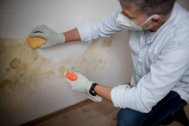 Best Mold Removal Company Near Me  in Riverview, DE