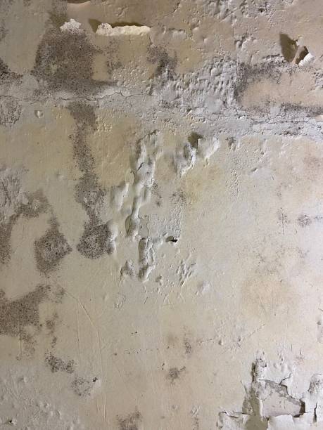 Best Black Mold Removal  in Riverview, DE