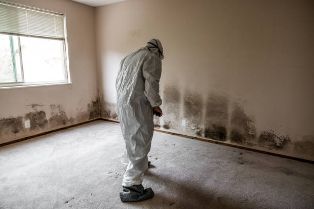 Best Water Damage Restoration  in Riverview, DE