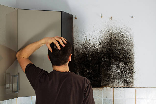 Best Best Mold Removal Companies  in Riverview, DE