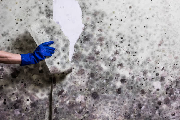 Best Mold Cleaning Services  in Riverview, DE