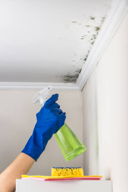 Best Professional Mold Removal  in Riverview, DE